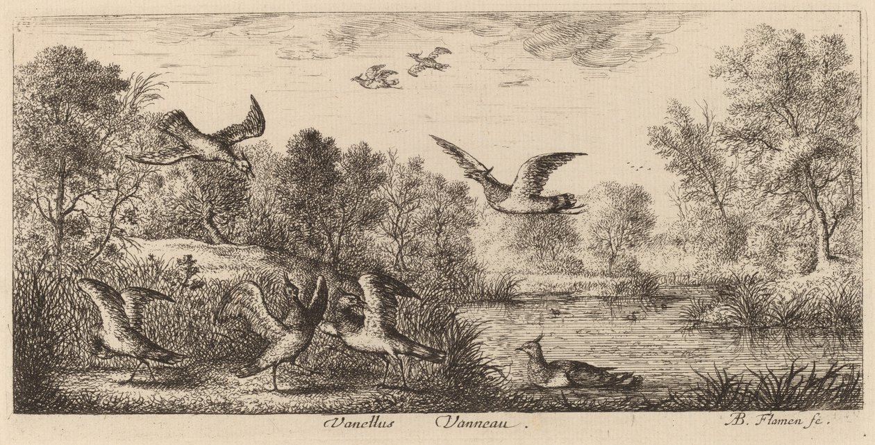 Vanellus, Čejka od Albert Flamen