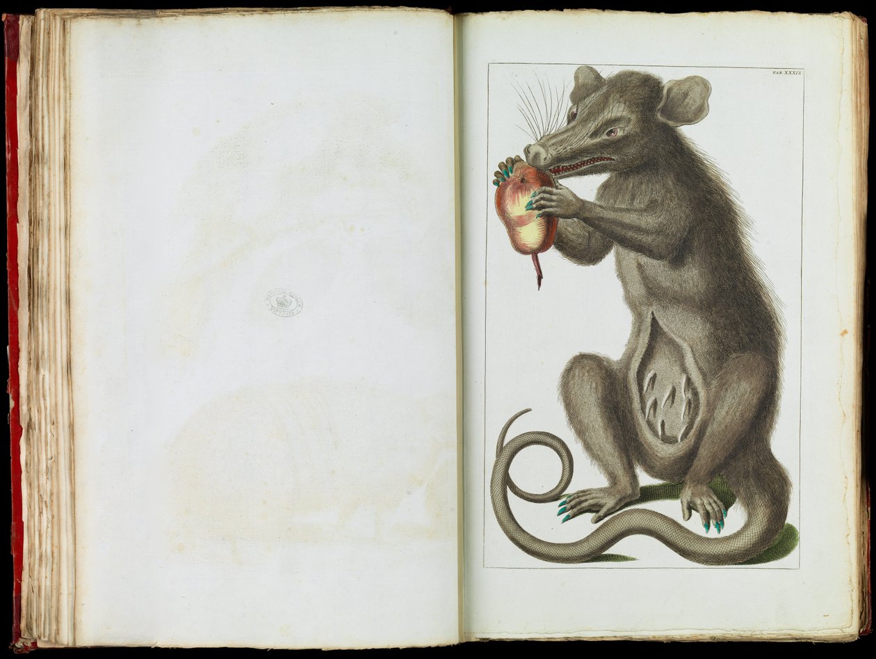 Vačice, Didelphimorphia od Albertus Seba