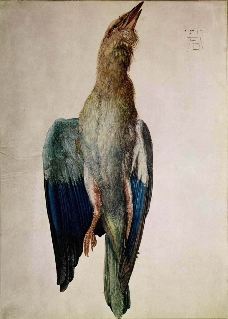 Modrá vrána, 1512 (wc a kvaš na pergamenu) od Albrecht Dürer