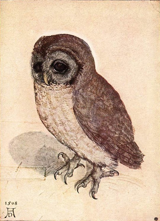 Malá sova od Albrecht Dürer