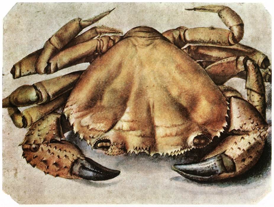 Krebs od Albrecht Dürer