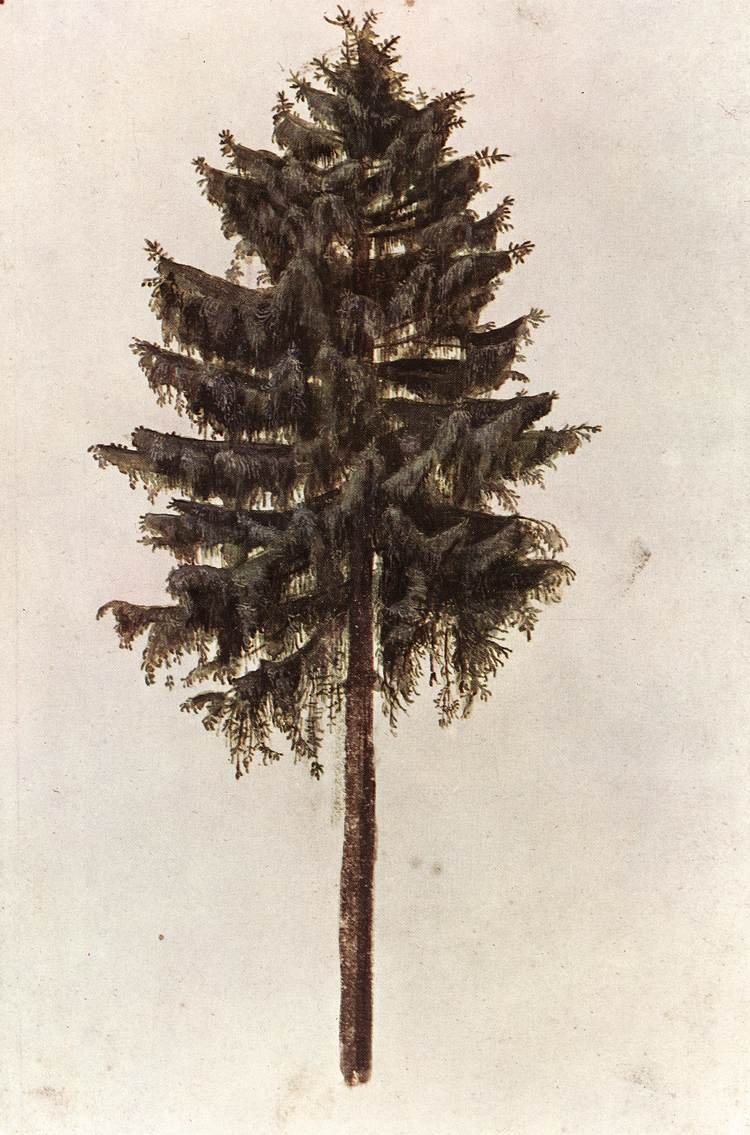 Picea abies strom od Albrecht Dürer