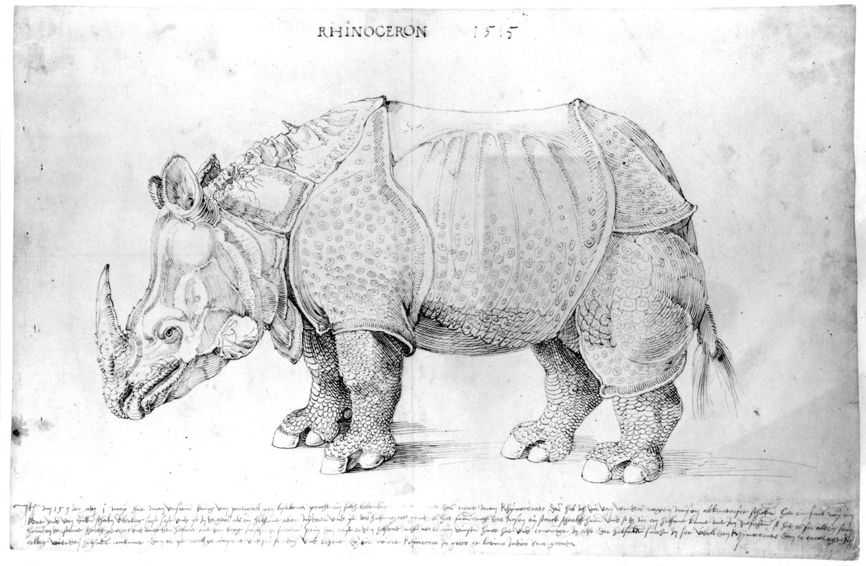 Nosorožec, 1515 od Albrecht Dürer