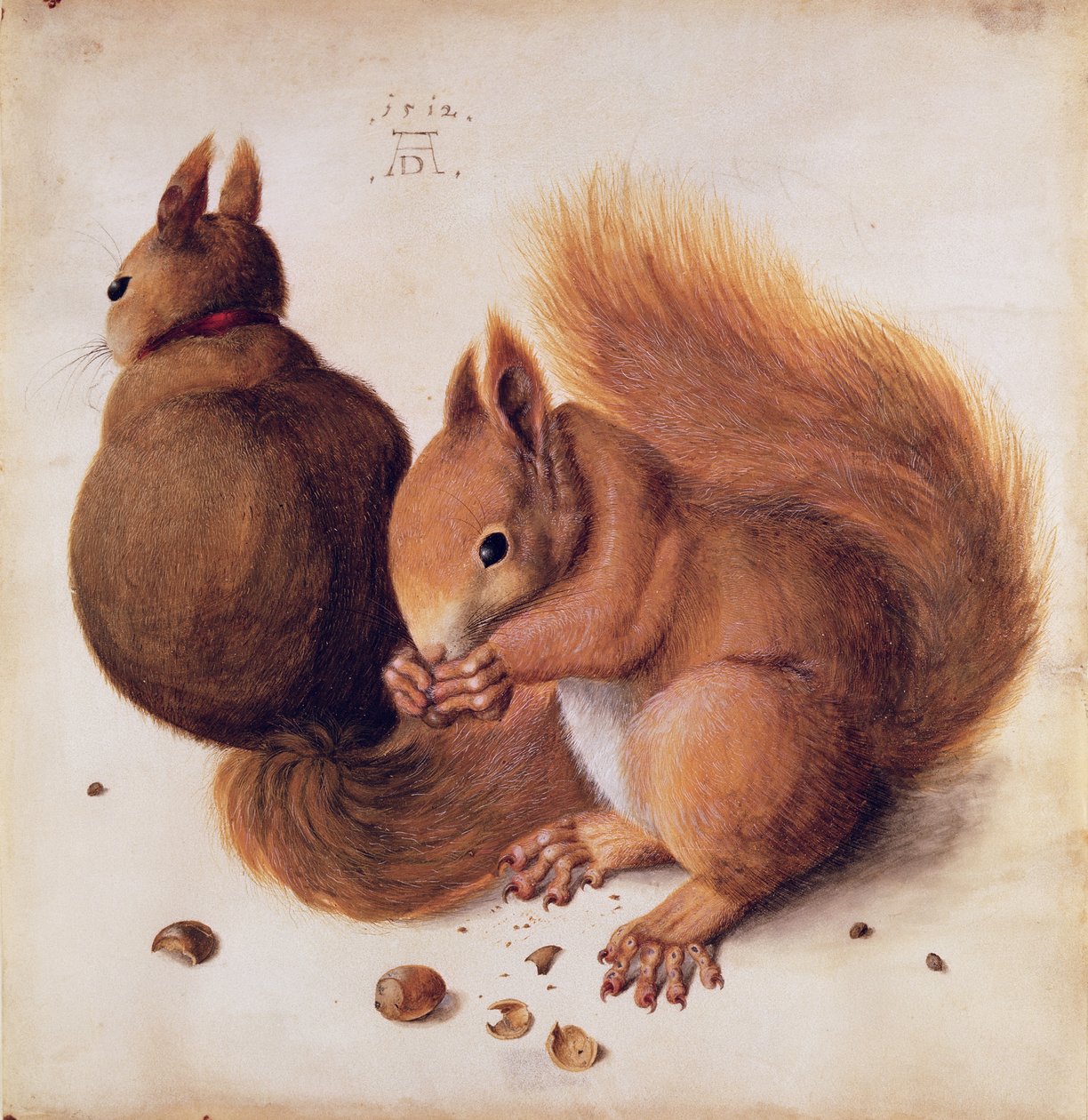 Veverky, 1512 (tempera na pergamenu) od Albrecht Dürer