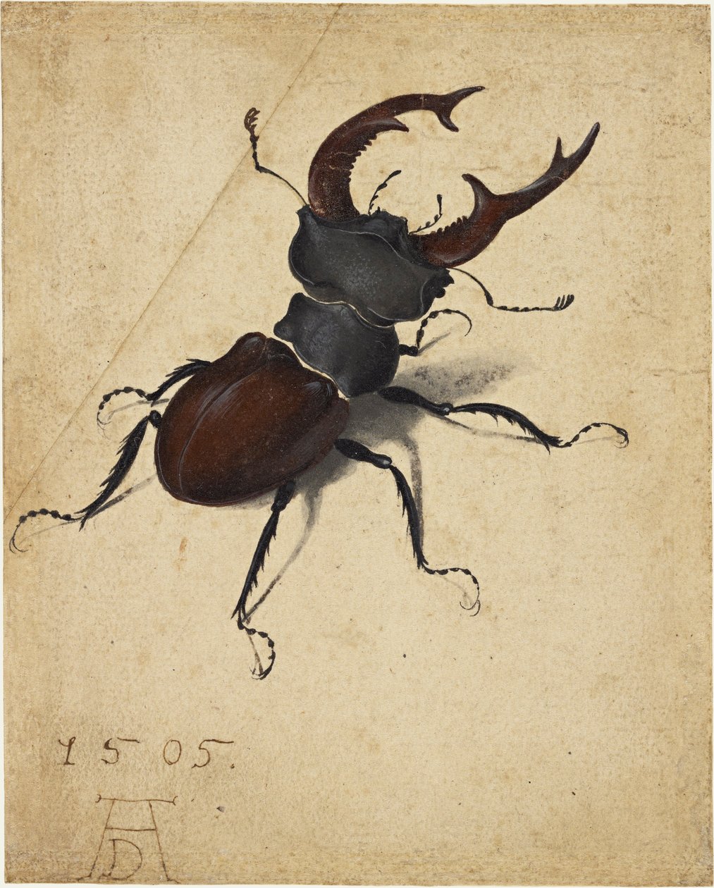 Roháč obecný od Albrecht Dürer