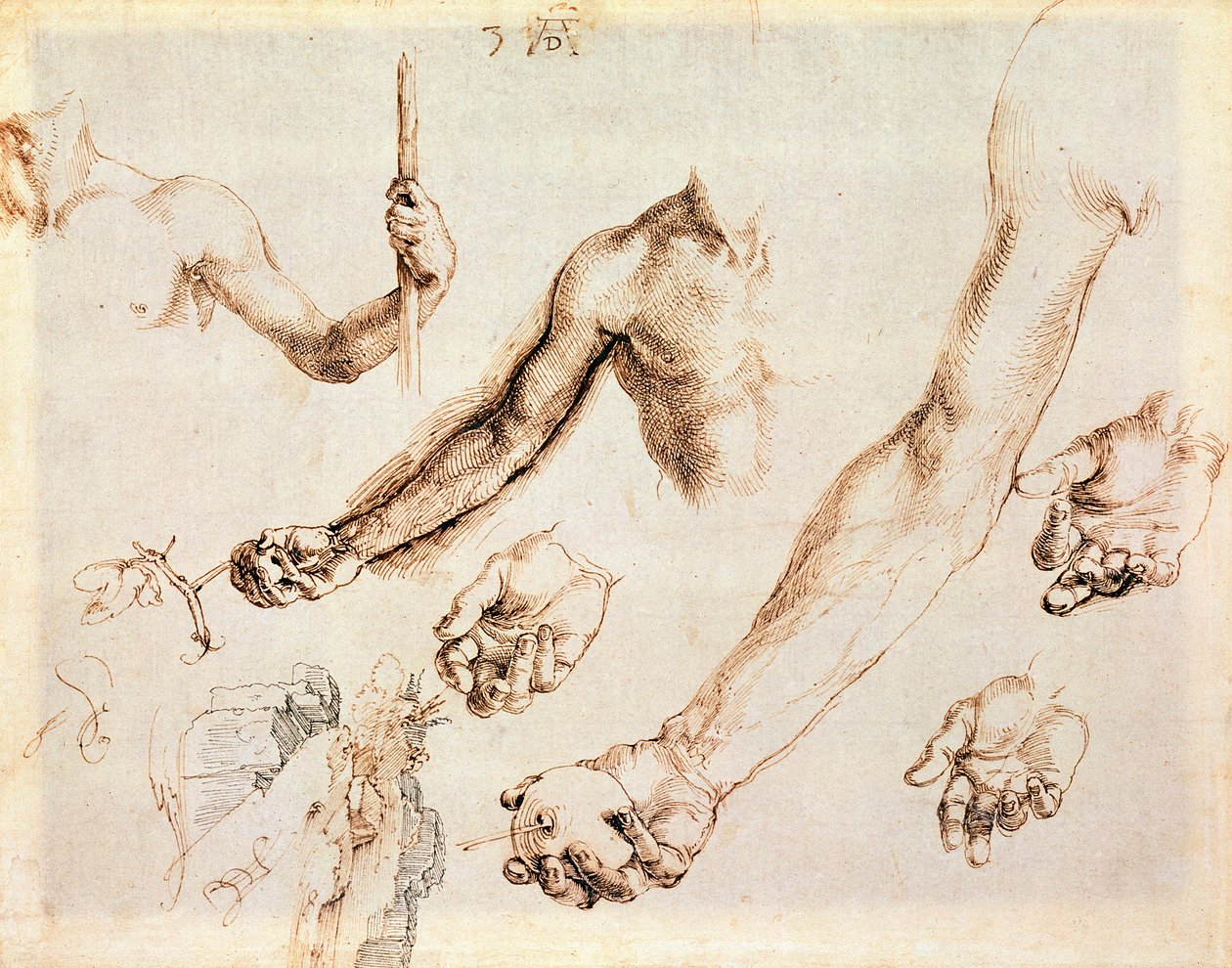 Studium mužských rukou a paží (pero) od Albrecht Dürer