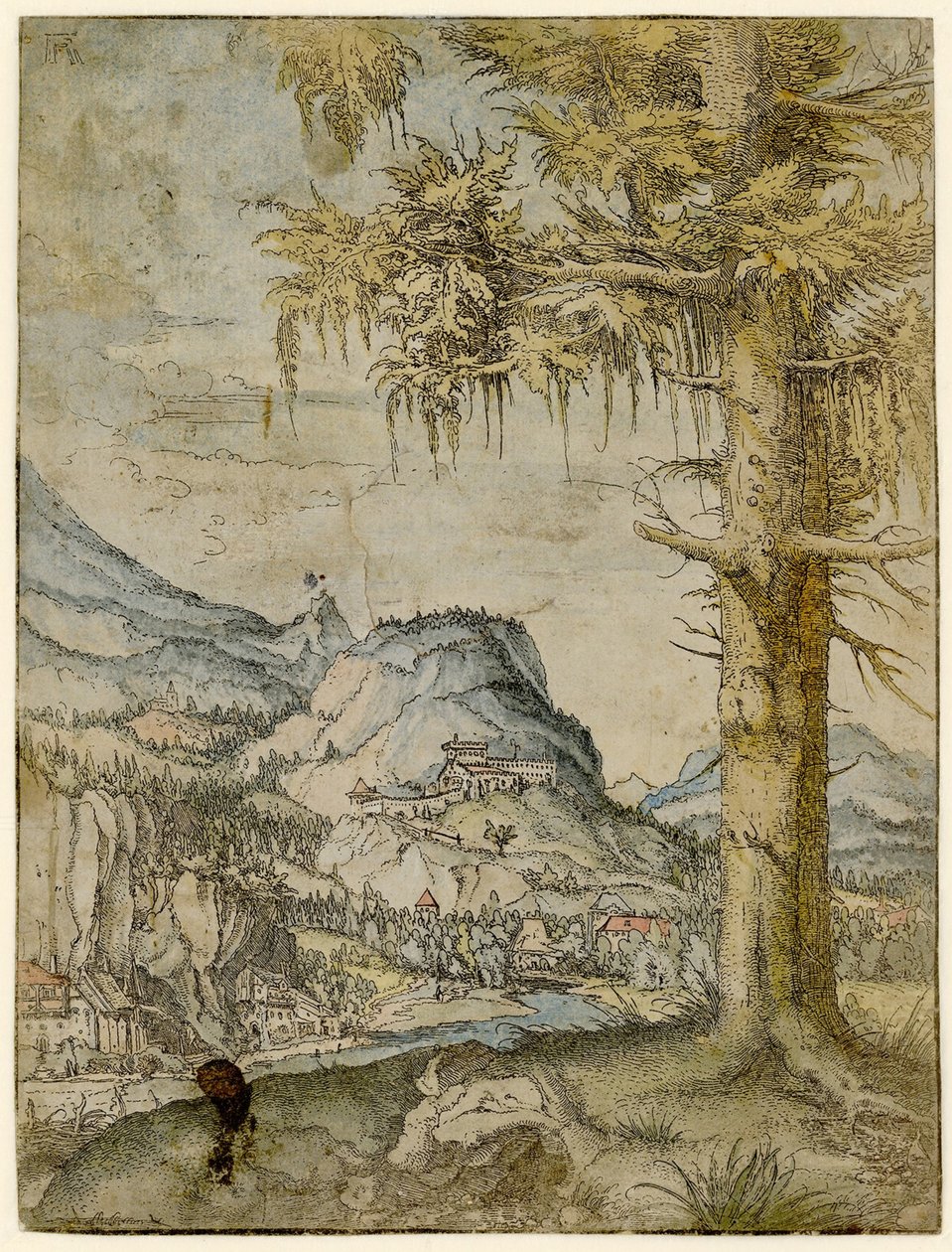 Velký smrk, cca 1517-1520. od Albrecht Altdorfer