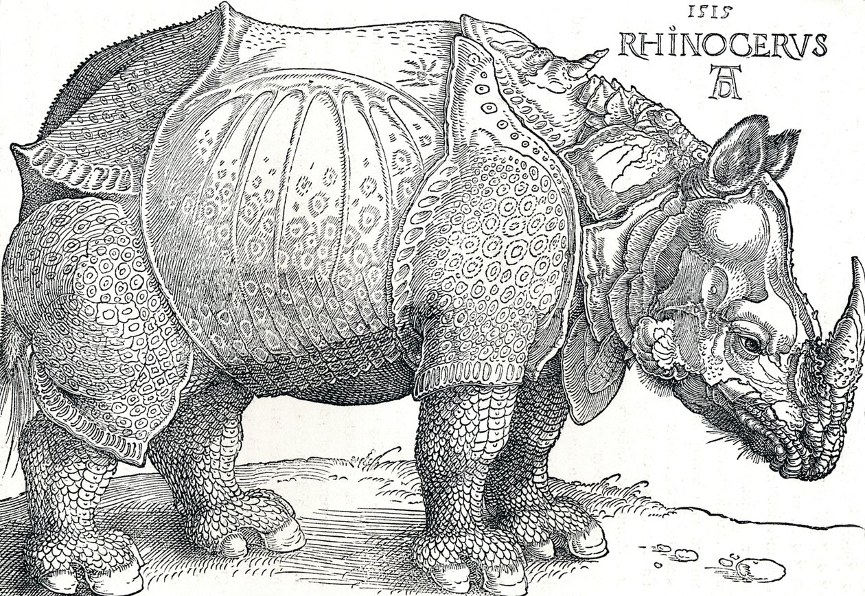A Rhinoceros, 1515, 1906 od Albrecht Dürer