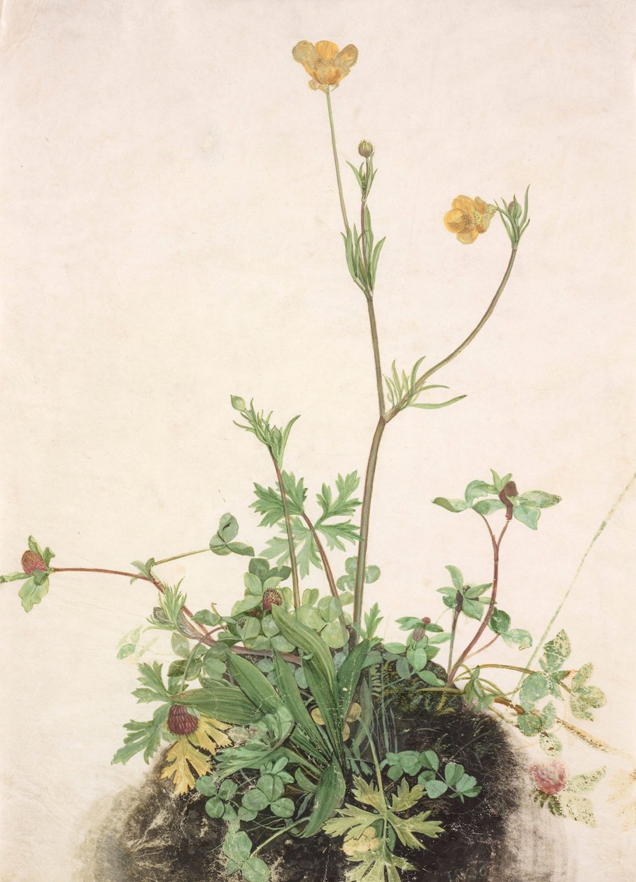 Pryskyřníky, červený jetel a jitrocel, 1526. od Albrecht Dürer