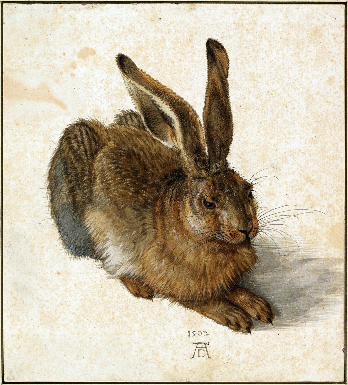 Zajíc (retušovaný) od Albrecht Dürer