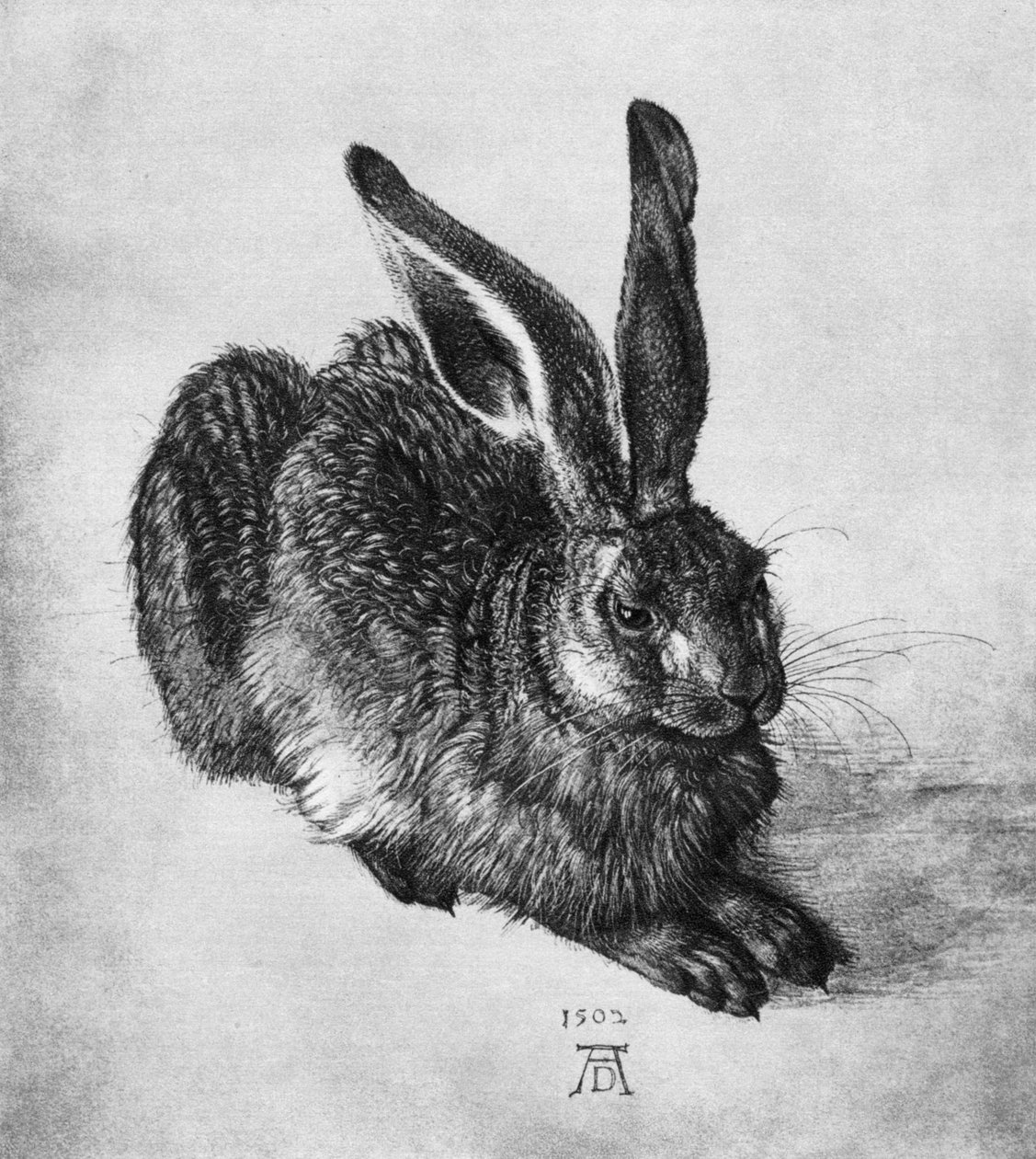 Zajíc, 1502, 1936 od Albrecht Dürer