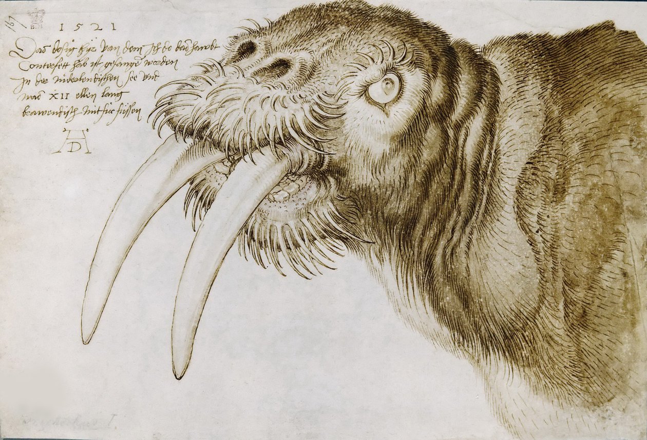 Hlava mrože, 1521. od Albrecht Dürer