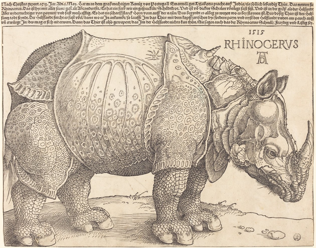Nosorožec od Albrecht Dürer