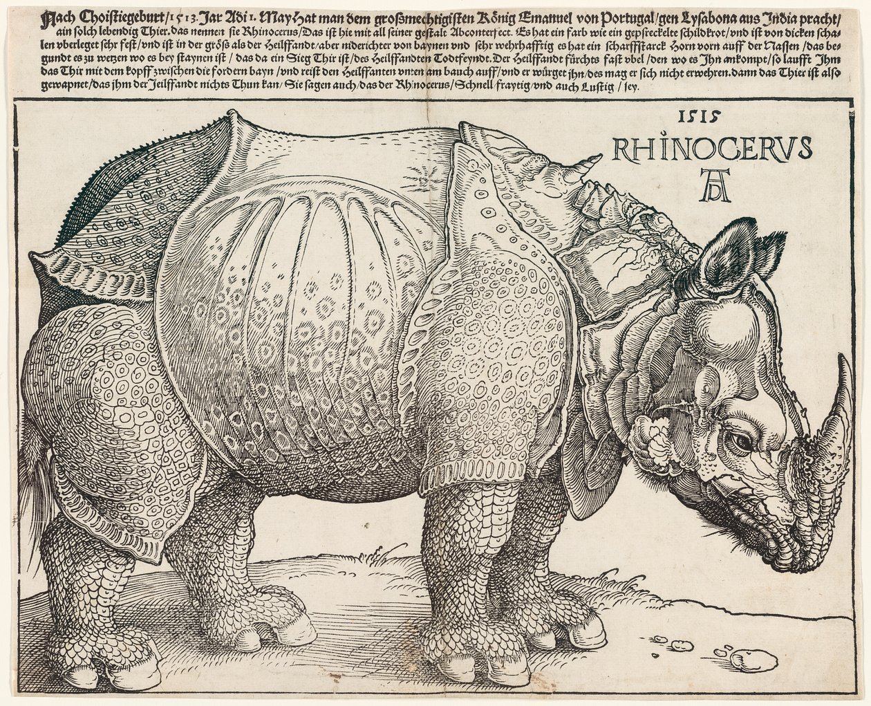 Nosorožec od Albrecht Dürer