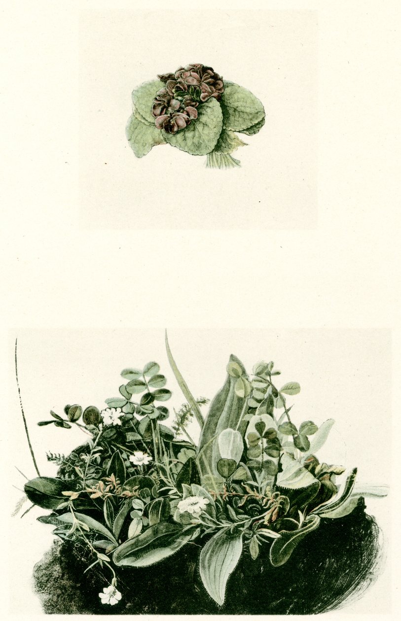 fialky od Albrecht Dürer