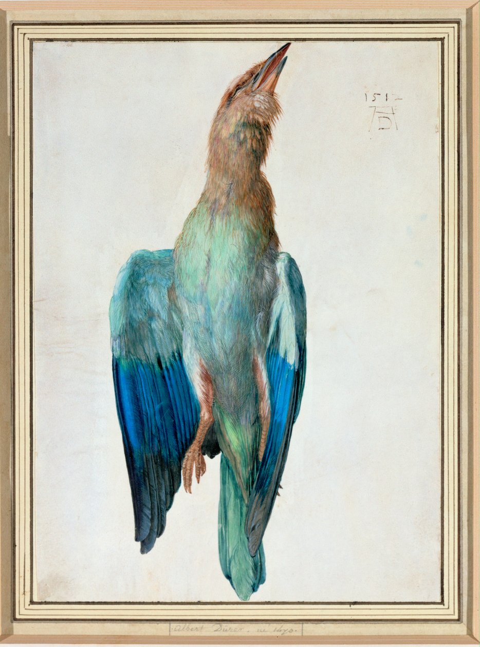 Modrý váleček od Albrecht Dürer or Duerer