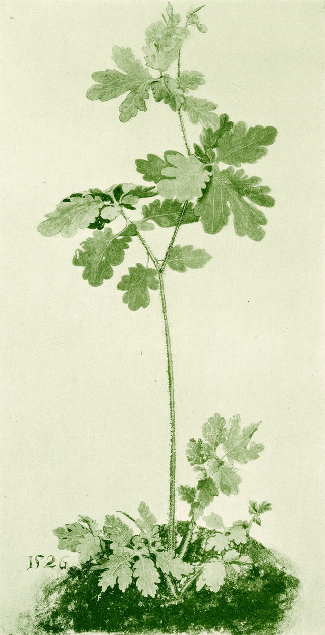 Vlaštovičník od Albrecht Dürer