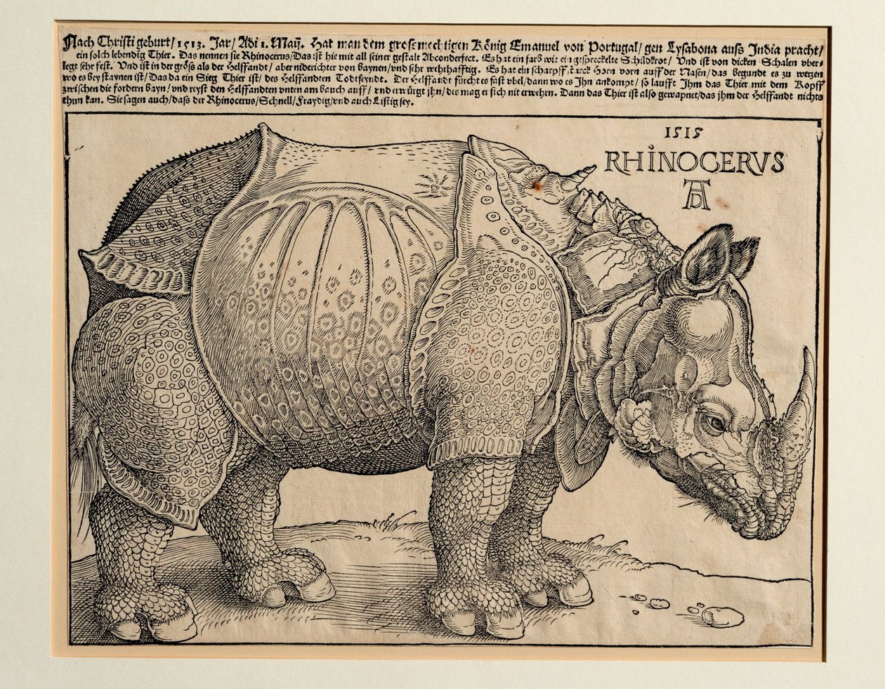 Nosorožec od Albrecht Dürer or Duerer
