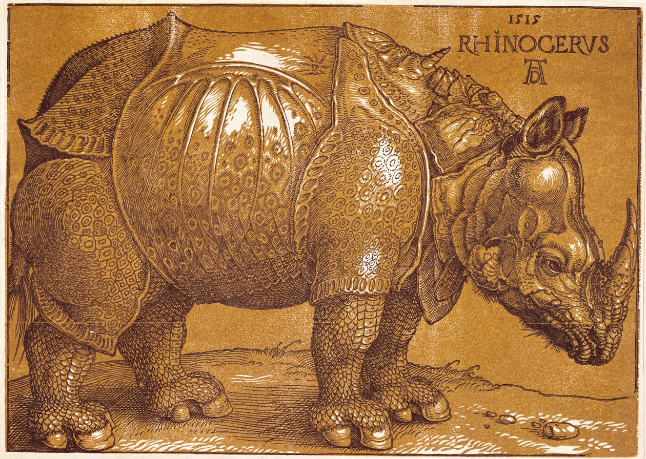 Nosorožec od Albrecht Dürer or Duerer