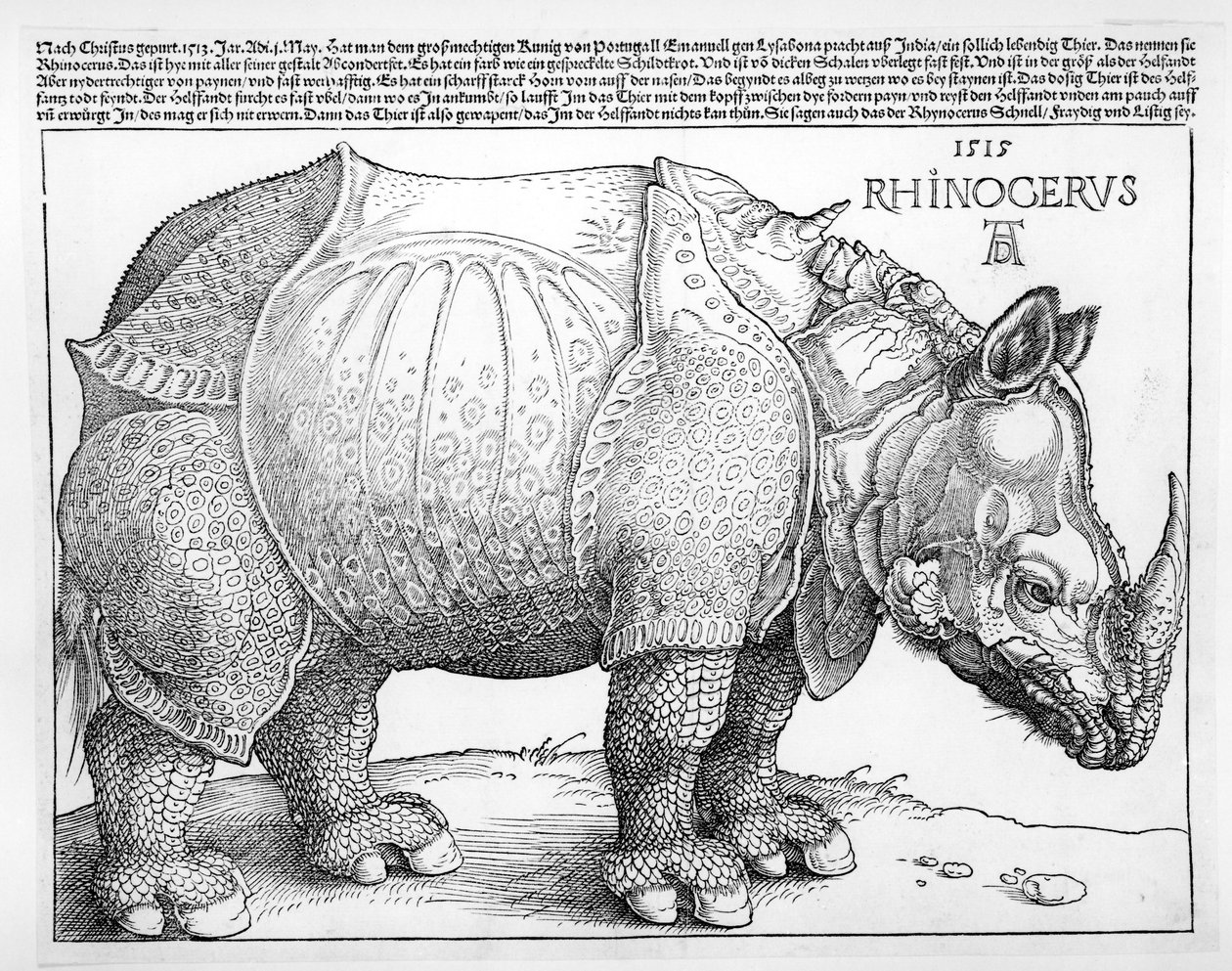 Nosorožec, 1515 od Albrecht Dürer