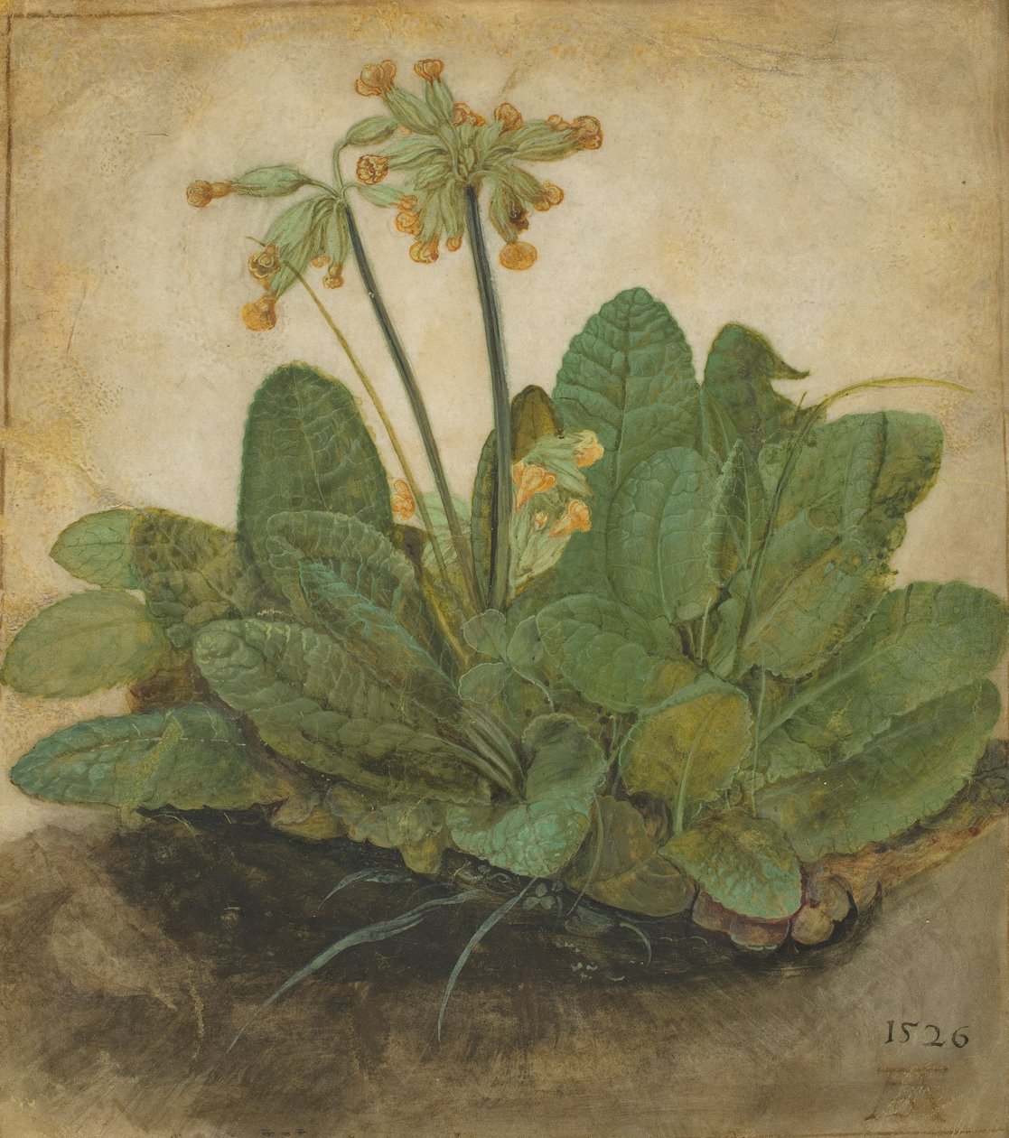 Chomáč pasteveckých, 1526 od Albrecht Dürer