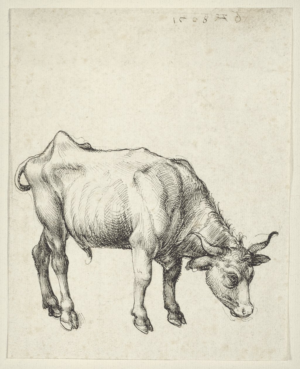 Mladý býk, kolem roku 1493 od Albrecht Dürer