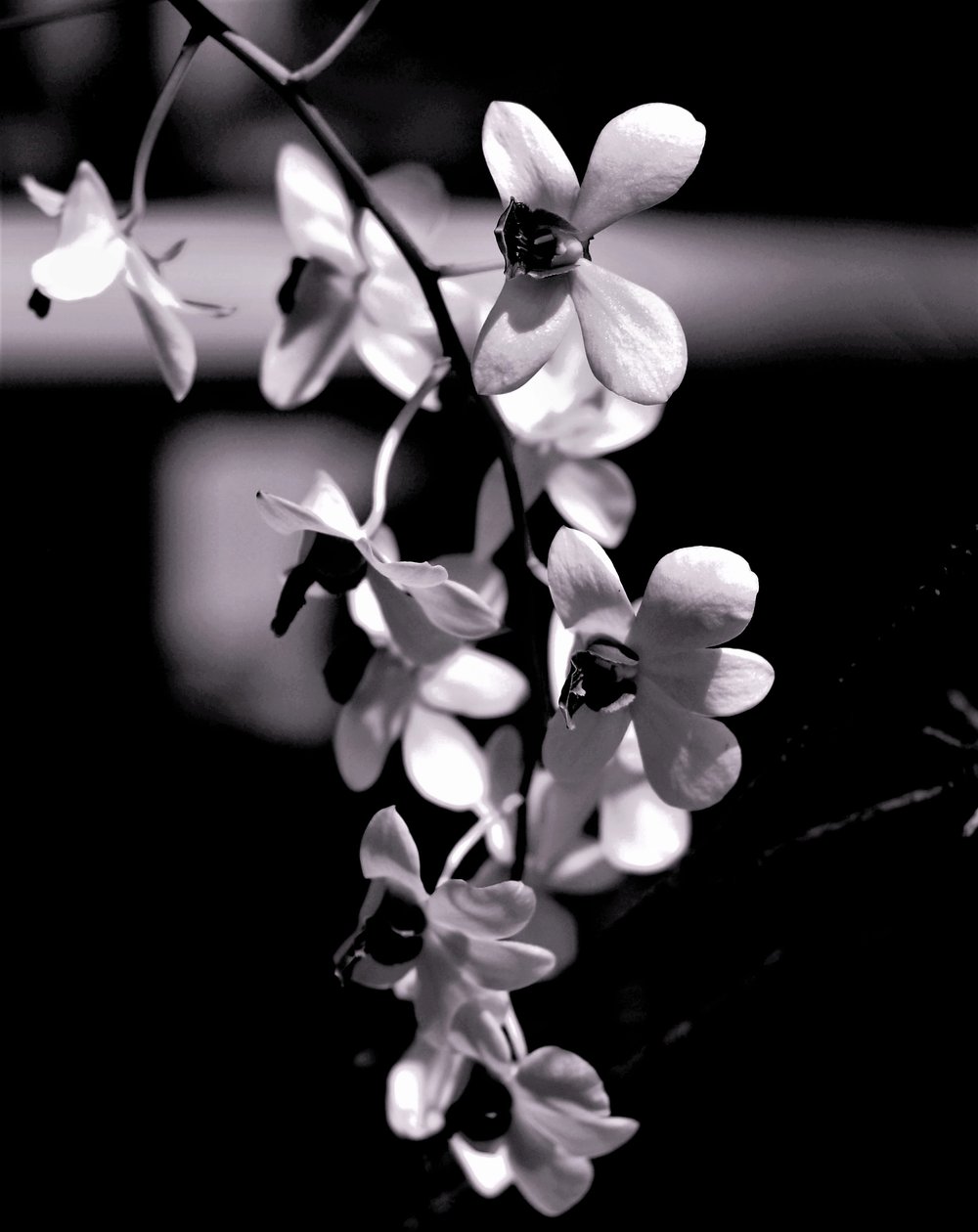 parta, 2019, (fotografie) od Alex Caminker
