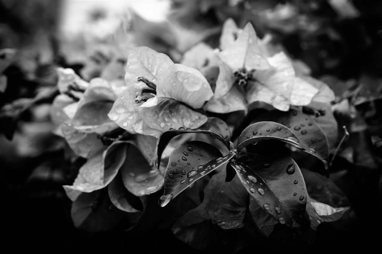 cluster, 2019, (fotografie) od Alex Caminker