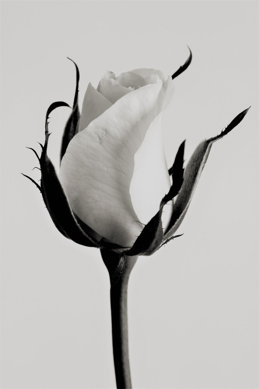 bílá růže, 2019, (fotografie) od Alex Caminker