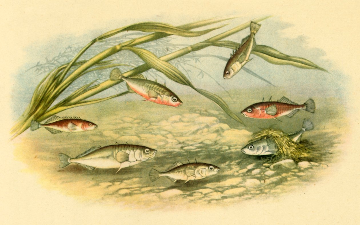 "Sticklebacks", 1879, 1943. od Alexander Francis Lydon
