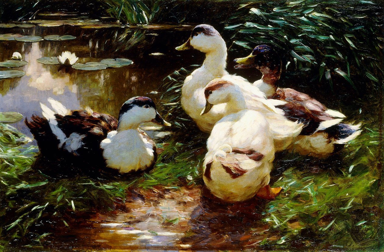 Kachny na břehu řeky od Alexander Koester