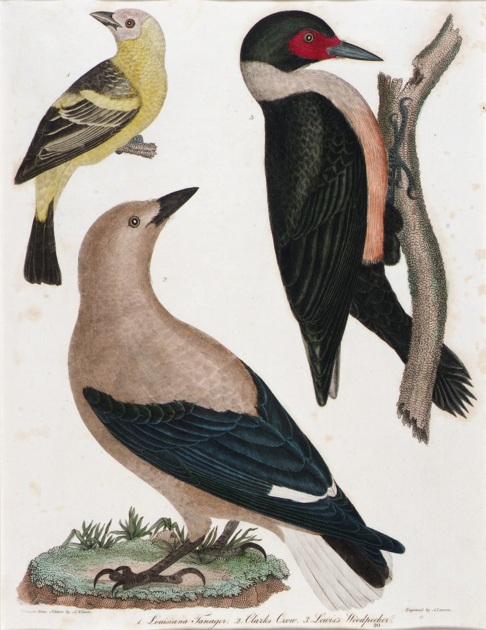 Tanager louisianský, vrána Clarkova, datel Lewisův od Alexander Lawson