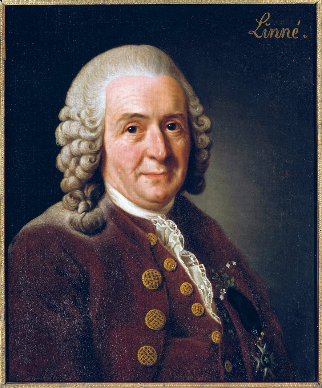 Portrét Carl von Linne (Linnaeus) od Alexander Roslin