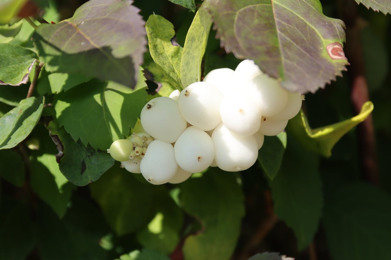 Snowberry od Alexandra Joseph
