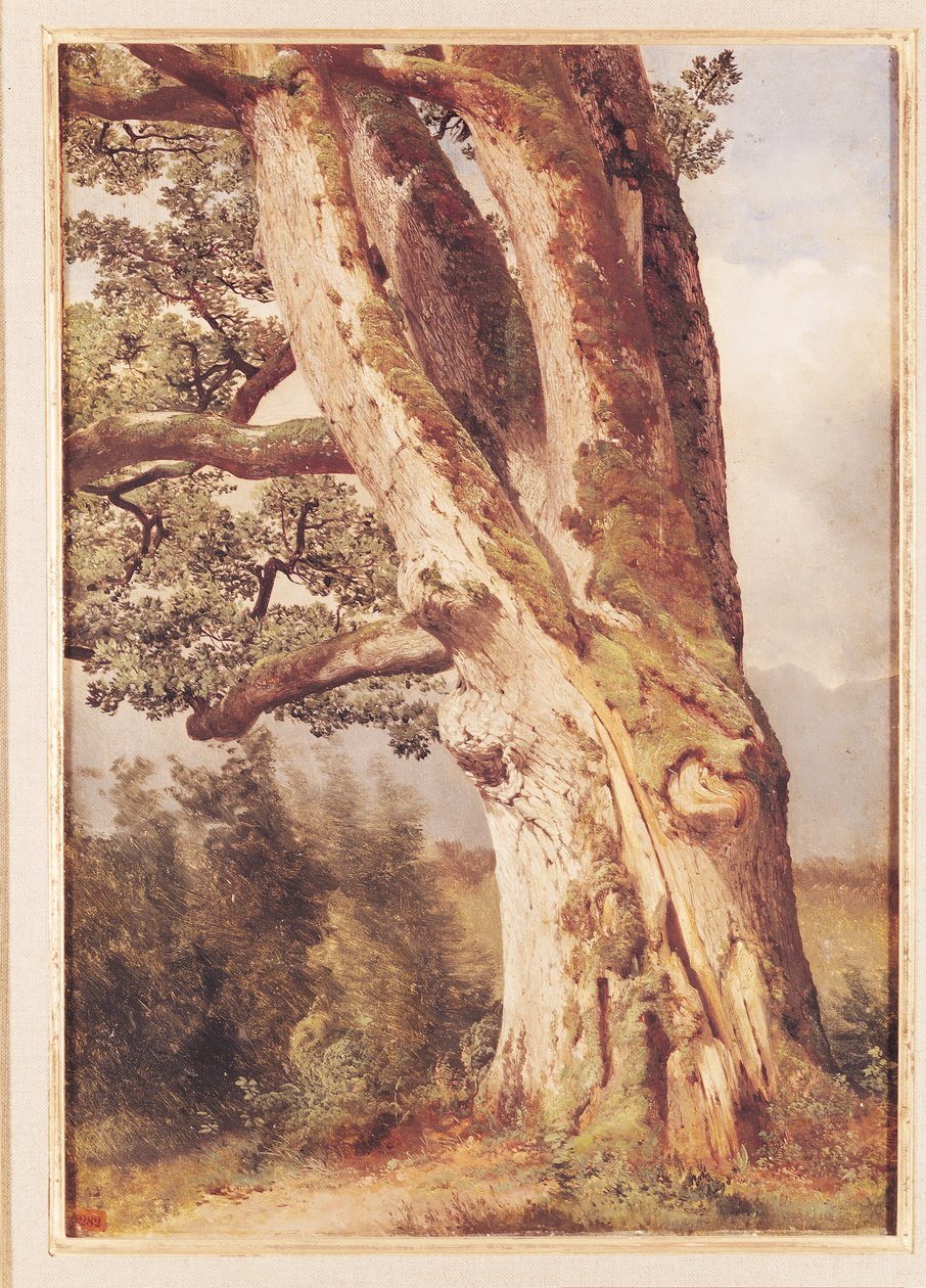 Dub od Alexandre Calame
