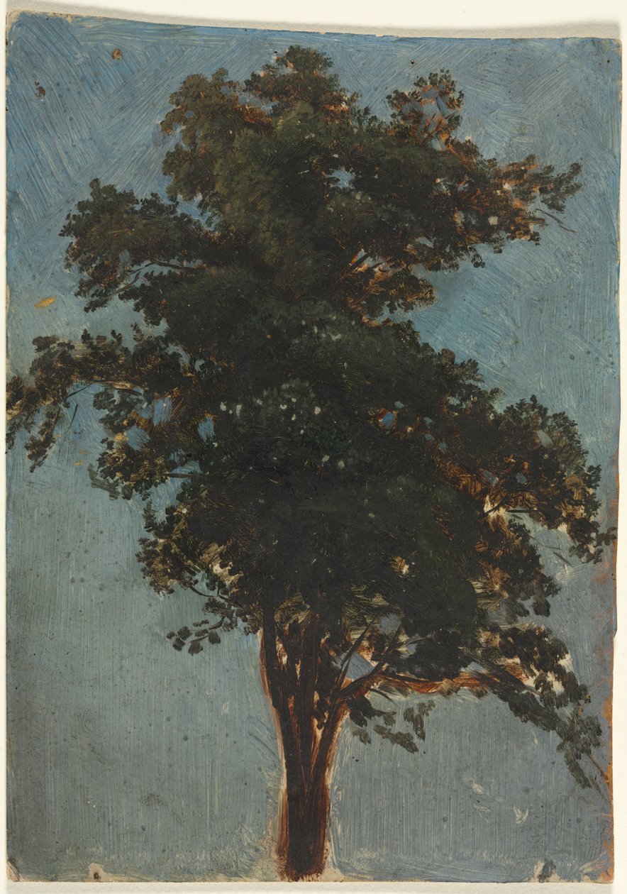 Studie stromů od Alexandre Calame