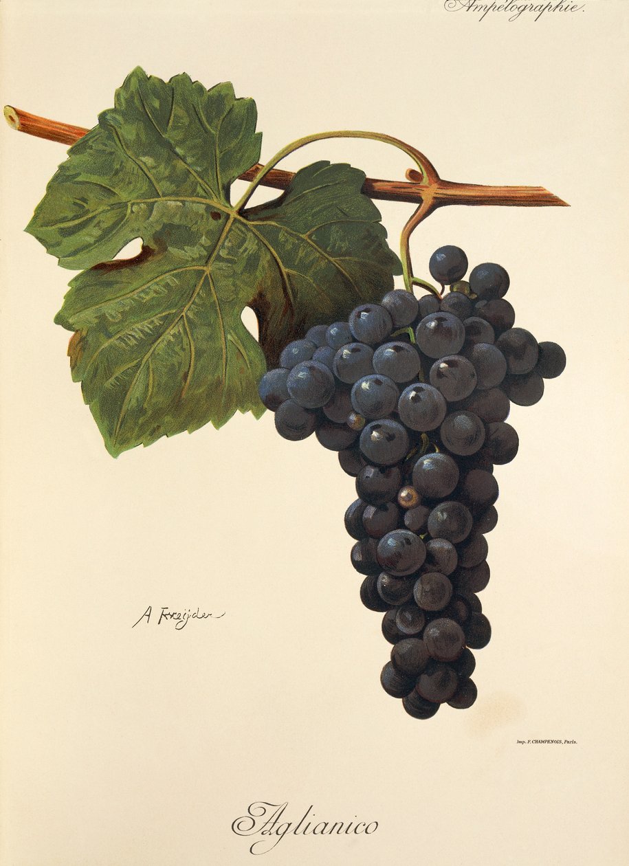 Hrozen Aglianico od A. Kreydera od Alexis Kreyder