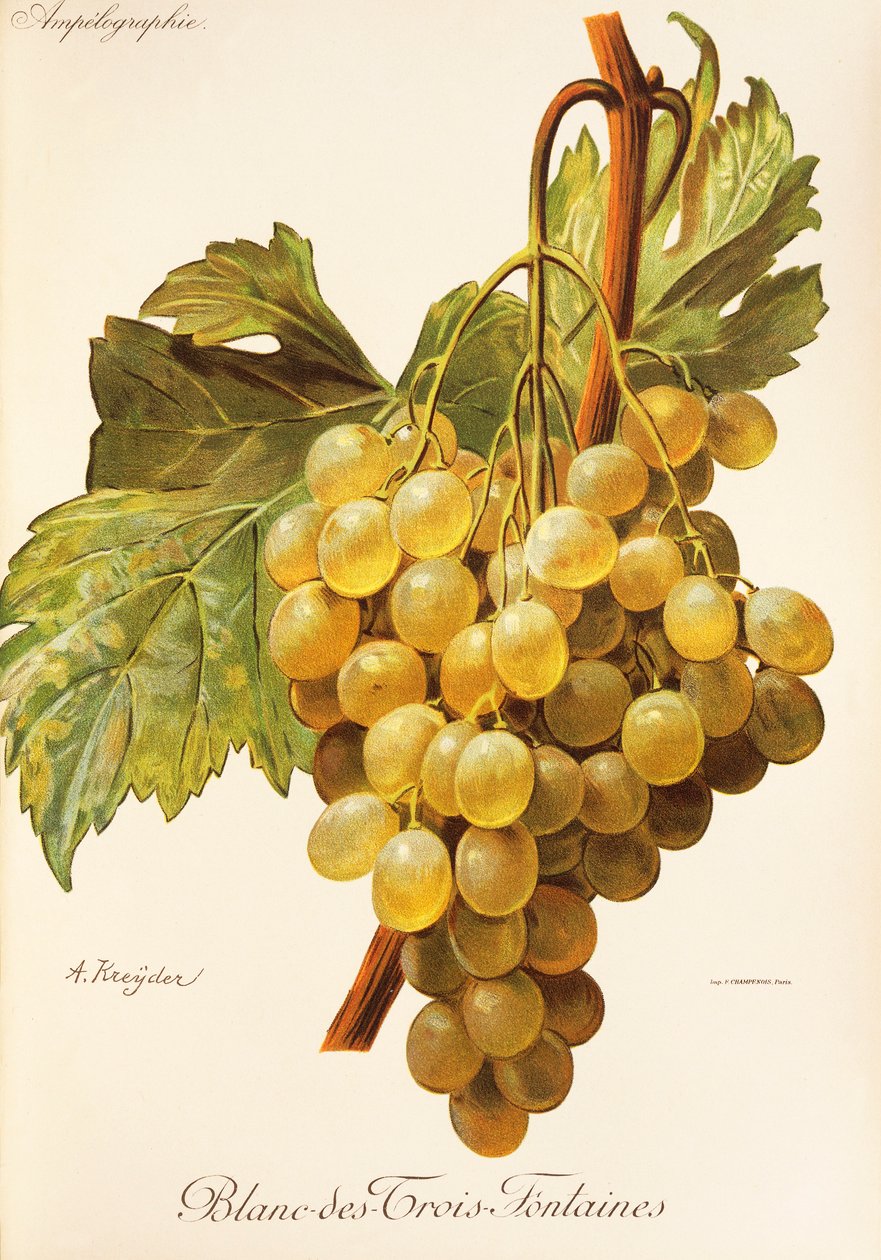 Hrozna Blanc-des-Trois-Fontaines od A. Kreydera od Alexis Kreyder