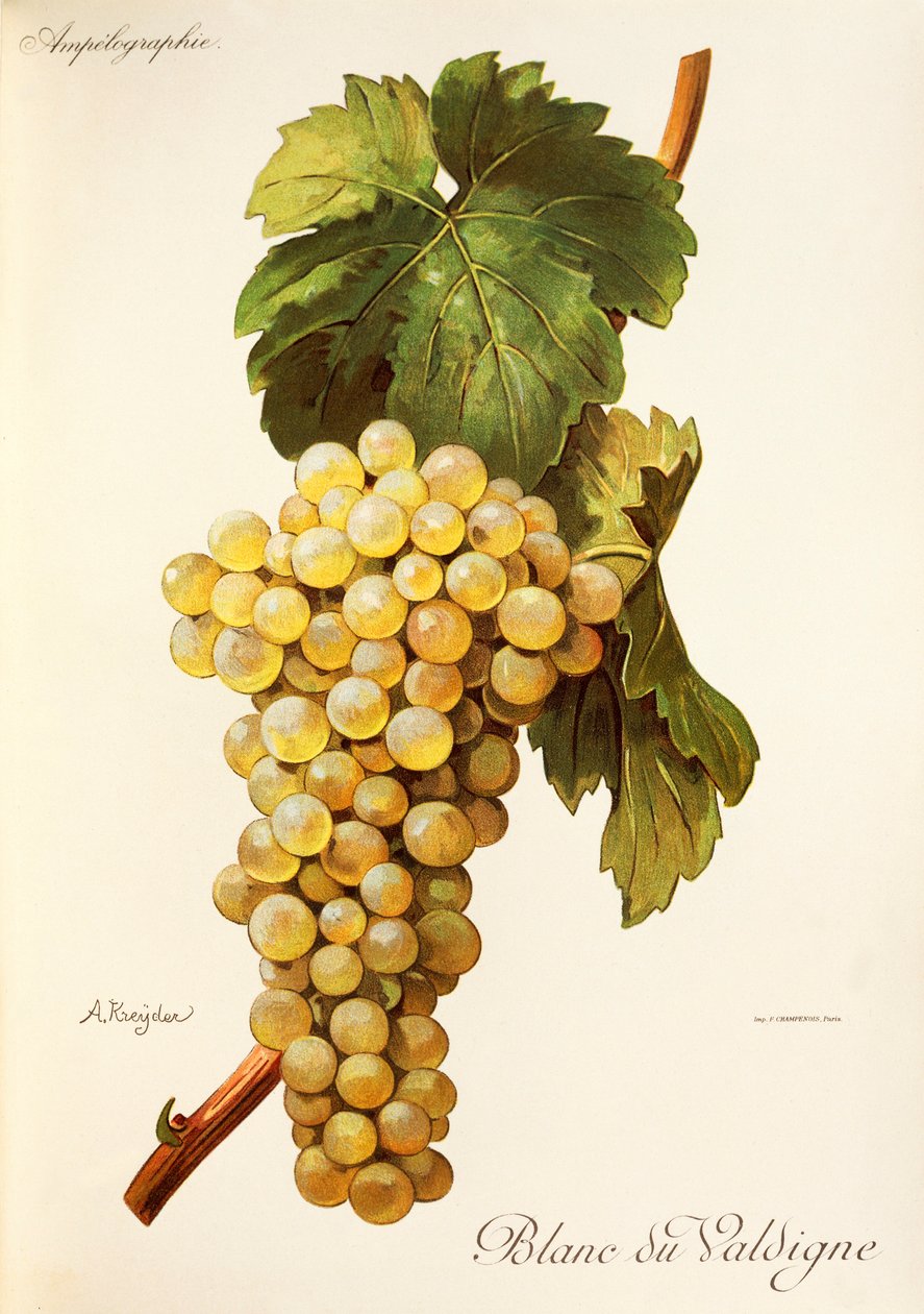 Hrozna Blanc du Valdigne od A. Kreydera od Alexis Kreyder