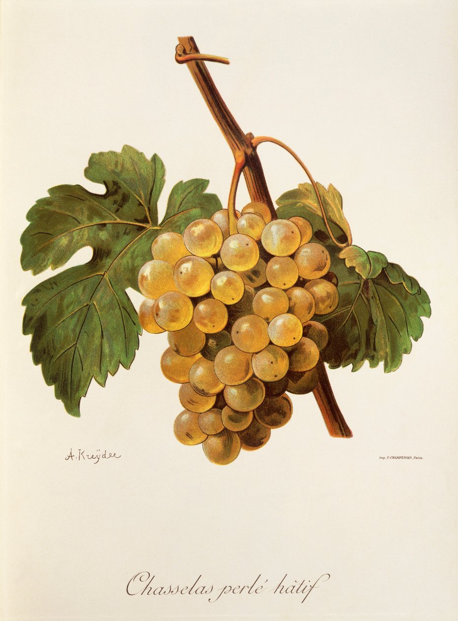 Hrozen Chasselas Perle