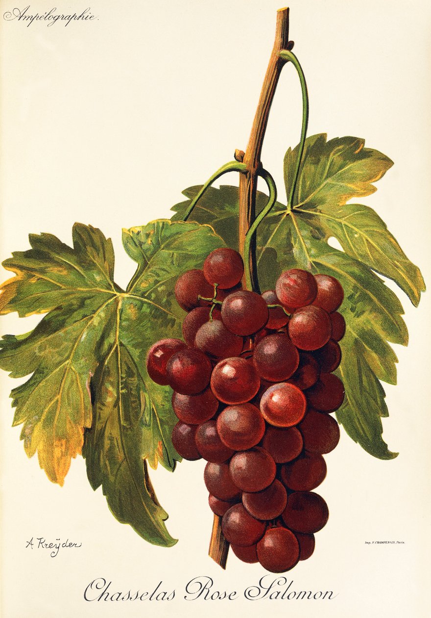 Hrozen Chasselas Rose Salomon od A. Kreydera od Alexis Kreyder