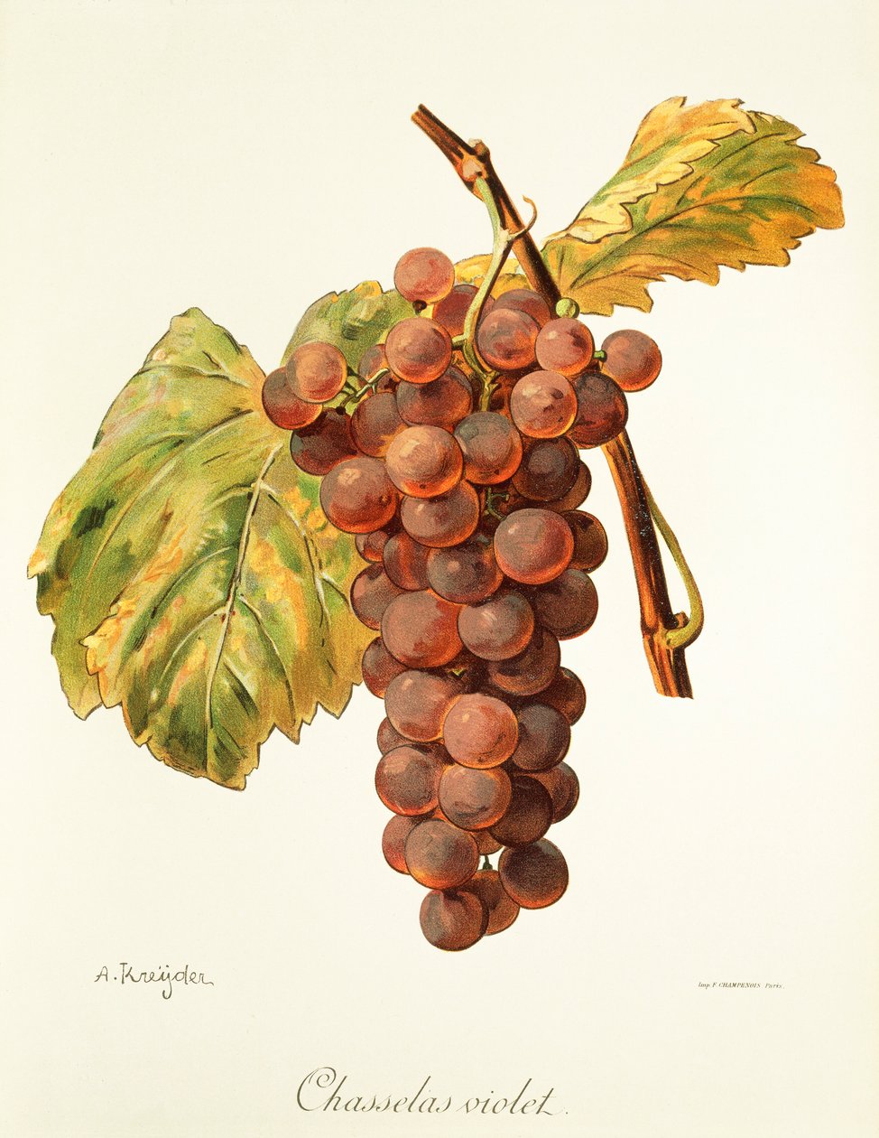 Hrozen Chasselas Violet od A. Kreydera od Alexis Kreyder