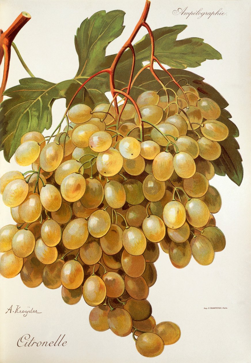 Citronelle od A. Kreydera od Alexis Kreyder