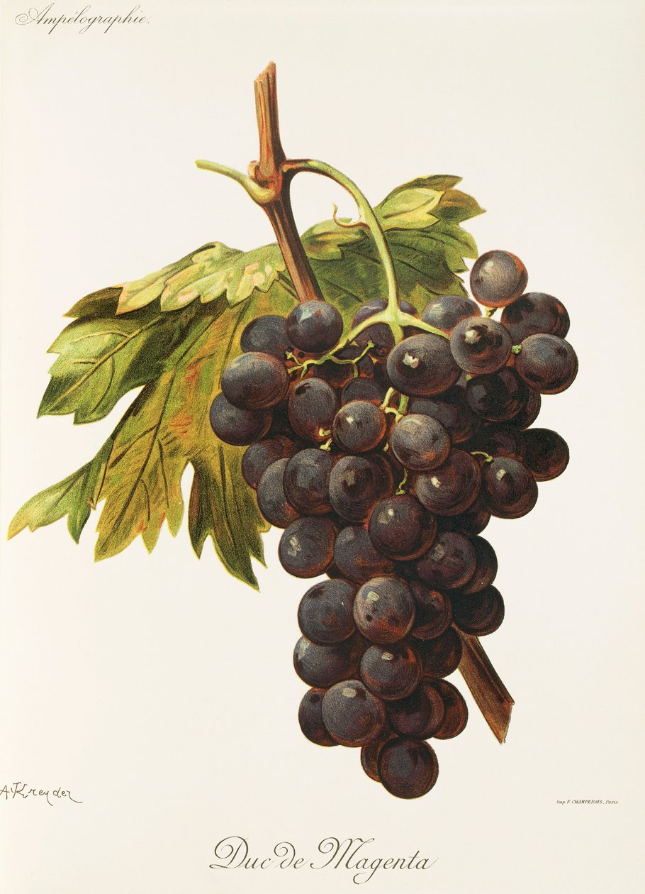 Hrozna Duc de Magenta od A. Kreydera od Alexis Kreyder