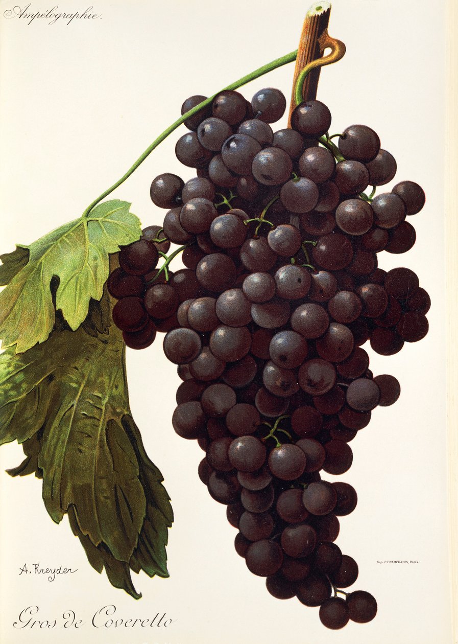 Hrozna Gros de Coveretto od A. Kreydera od Alexis Kreyder
