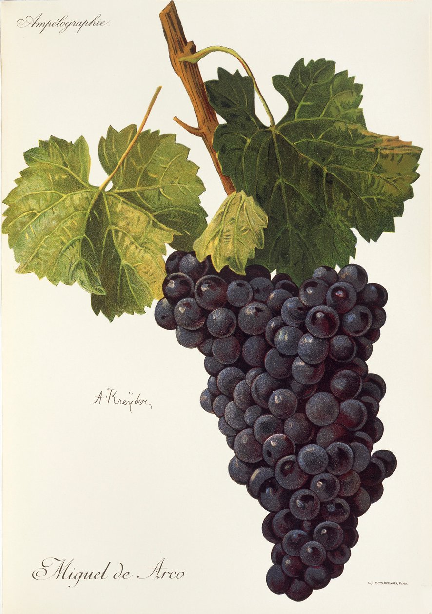 Miguel de Arco grape by A. Kreyder   1414244   cs       czech Successfully Translated  Original: Entrance to the Field Translat: Entrance to the Field 1264757 cs czech Successfully Translated Original: Arcadisch landschap met dansende figuren Arcadisch lan od Alexis Kreyder