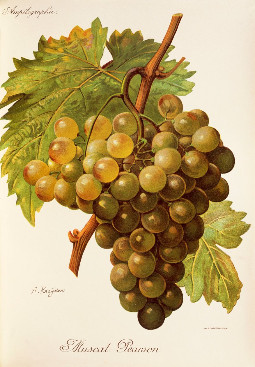 Hrozna Muscat Pearson od A. Kreydera od Alexis Kreyder