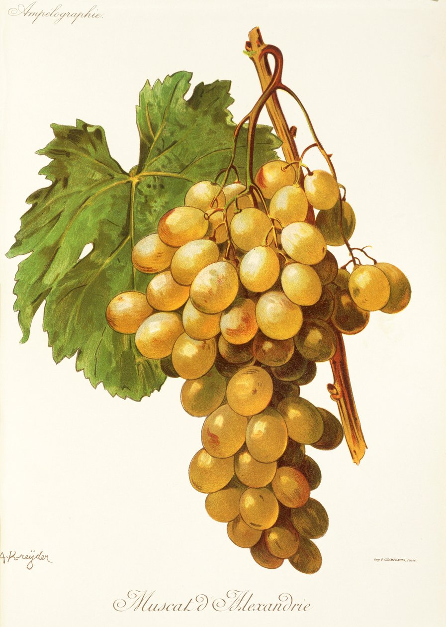 Hrozna Muscat d