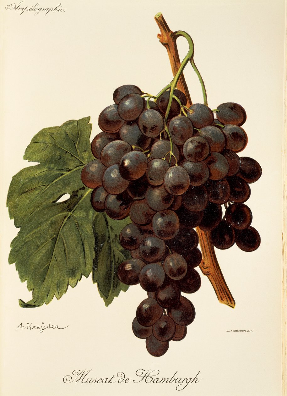Hrozna Muscat de Hamburgh od A. Kreydera od Alexis Kreyder