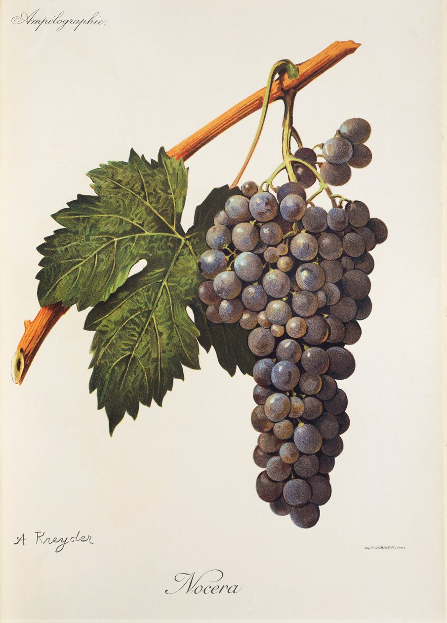 Hrozna Nocera od A. Kreydera od Alexis Kreyder